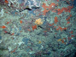 Schattige berhnge - toll bewachsen