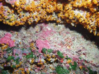 berhnge mit Anemonen und Algen