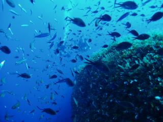 Es tummelt sich zahlrich Fisch