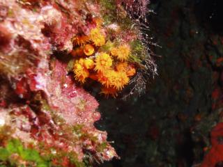 Anemonen an den beschatteten berhngen